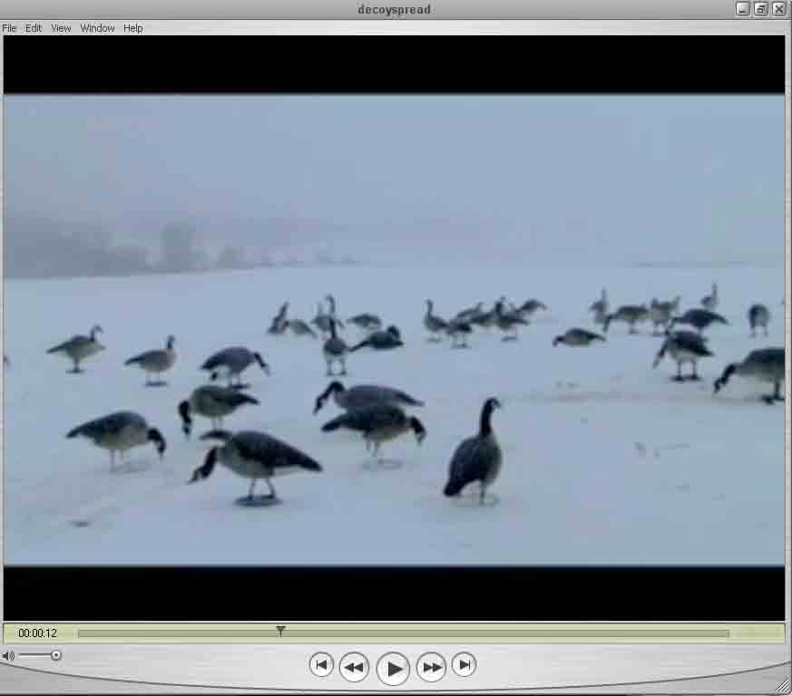 Canada goose snow goose duck hunting video